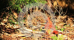 Male Cardinal Sunbather 1