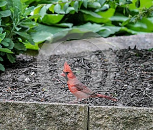 Male Cardinal Walking Across Bricks