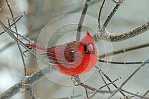 A Male Cardinal in Winter