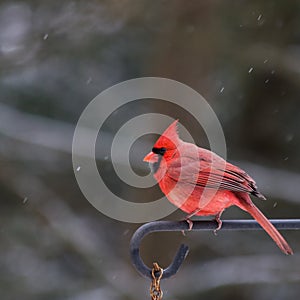 Male Cardinal - Winter