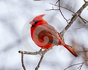 Male Cardinal in Winter in Illinois