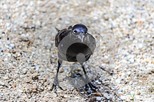 The male Carib grackle stands on a sandy beach