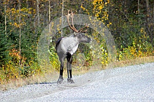 MALE CARIBOU REINDEER WITH ANTLERS ON SIDE OF ROAD IN FALL