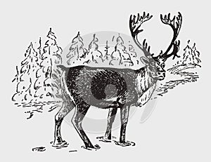 Male caribou or reindeer rangifer tarandus standing in a snowy landscape with trees