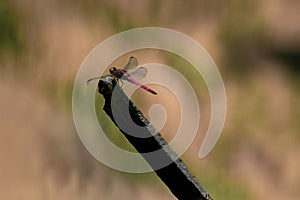 Male Carmine Skimmer - Pink Dragonfly