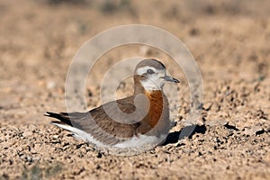 Male of Caspian plover Charadrius asiaticus