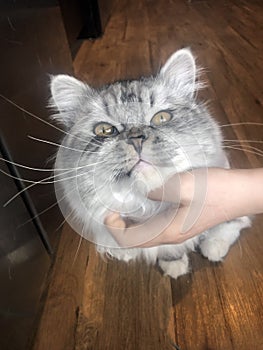 Male cat being massaged under chin