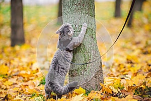 Male cat domestic gray wool stripes young good shape,dressed cat leash harness climbs a tree for hunting bird,attentive focused