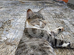 A male cat gray is resting in the yard