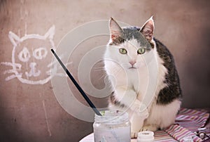 Male cat sleeping on concret wall background photo