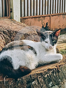 A male cat sunbathing on a coconut tree trunk.