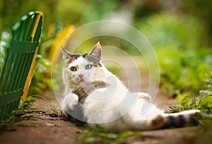 Masculino gato lavar por mi cuenta sobre el verano verde jardín 