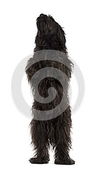 Male Catalan sheepdog on hind legs, like a bear photo