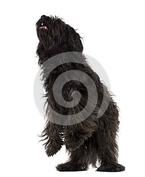 Male Catalan sheepdog on hind legs, like a bear photo