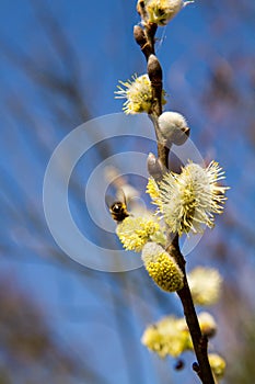 Male catkin