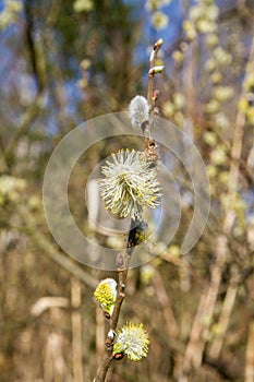 Male catkin