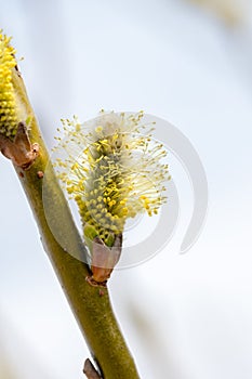 Male catkin of Salicaceae. Branches with flowering plants