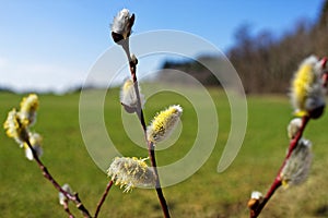 Male catkins close-up of palm willow in blurred spring season landscape