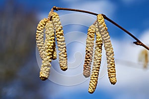 Male catkins on common hazel