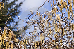 Male catkins of the common hazel in the winter