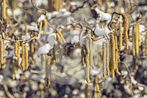 Male catkins of the common hazel in the winter