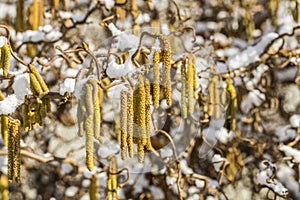 Male catkins of the common hazel in the winter