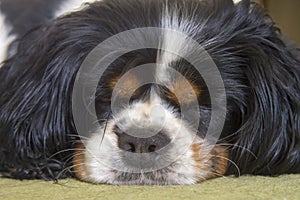 Male Cavalier King Charles Spaniel dog sleeping