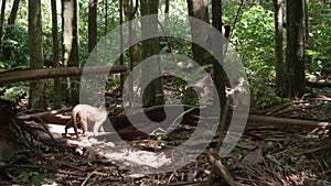 Male Cebus libidinosus monkey on the forest floor