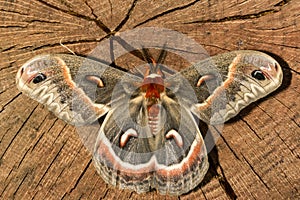 Male Cecropia Moth - Hyalophora cecropia