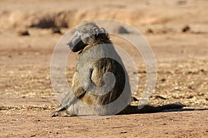 Male Chacma baboon in Kruger National Park, South Africa