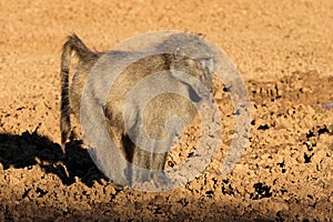 A male chacma baboon in natural habitat, Mokala National Park, South Africa