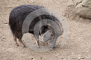 The male Chacoan peccary, Catagonus wagneri