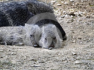 Male of Chacoan peccary, Catagonus wagneri, with two young