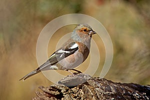 Male Chaffinch