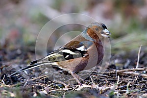 The Male Chaffinch