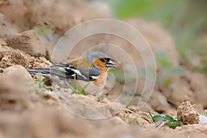 Male Chaffinch feeding on the ground