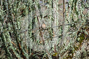 Male Chaffinch Fringilla coelebs hidden in the bush