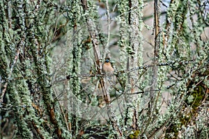 Male Chaffinch Fringilla coelebs hidden in the bush looking front