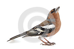 Male Chaffinch, Fringilla coelebs, isolated on white background