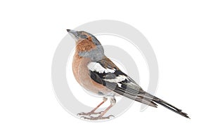 Male Chaffinch, Fringilla coelebs, isolated on white background