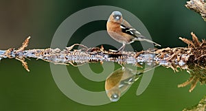 Male Chaffinch