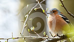 Male Chaffinch Fringilla coelebs sitting on the tree branch with blurred background photo