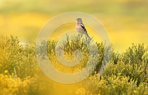 Male chaffinch in Gredos in spring