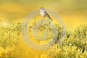Male chaffinch in Gredos in spring