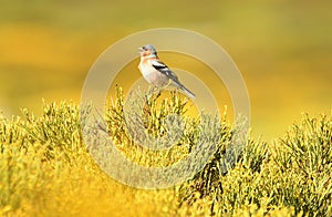 Male chaffinch in Gredos in spring