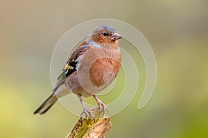 Male Chaffinch on green background