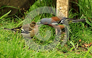 A male chaffinch and his young