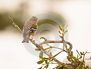 Male Chaffinch on myrtle plant