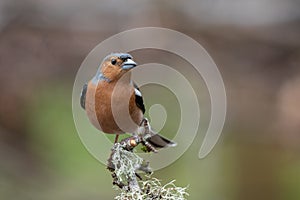 Male chaffinch perched with raindrops on head