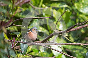 A male Chaffinch in sharp focus